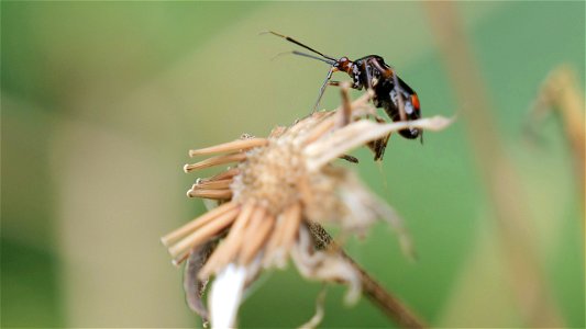 Deraeocoris ruber (Rote Weichwanze), dunkle Farbform