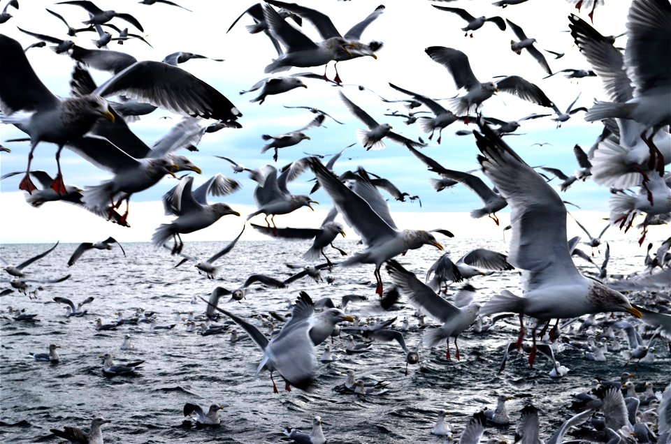Gulls