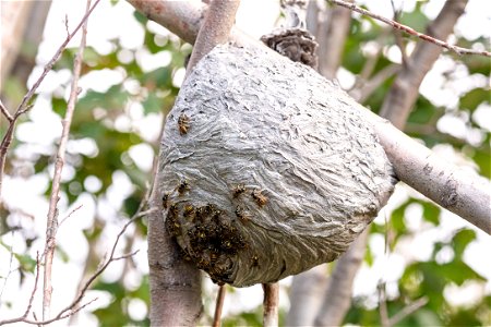 Wasp nest in the willows photo