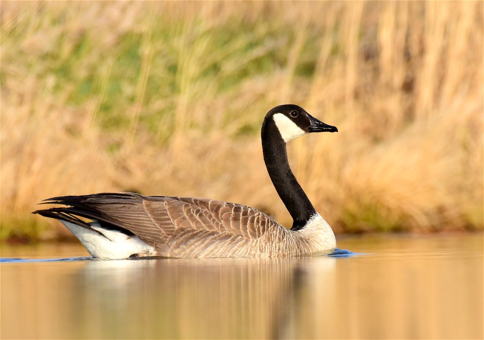 Canada geese at Seedskadee National Wildlife Refuge