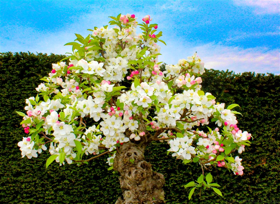 Bonsai Tree Blossom