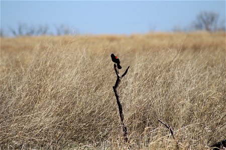 Red-winged Black Bird Owens Bay Lake Andes National Wildlife Refuge South Dakota photo