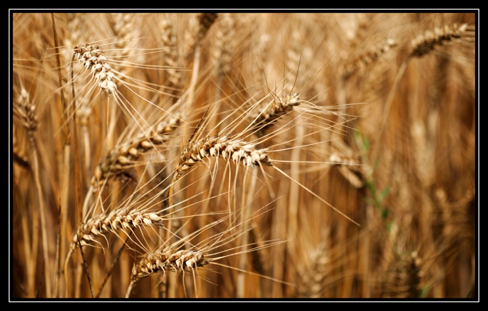Summer field