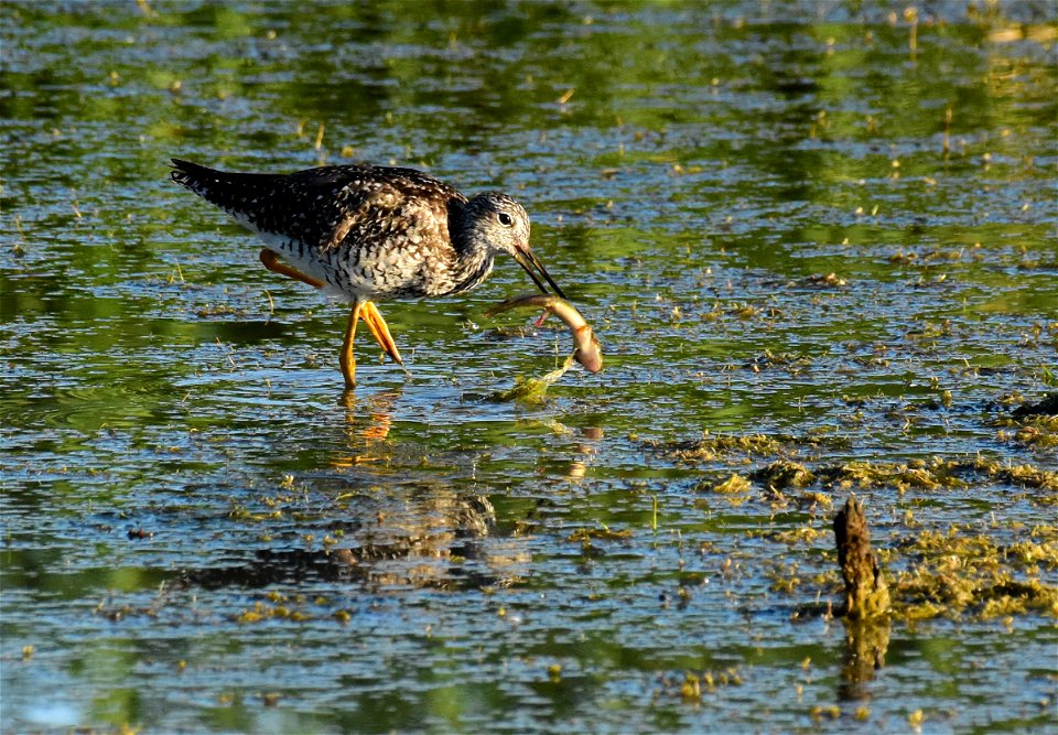 Greater yellowlegs at Seedskadee National Wildlife Refuge Wyoming