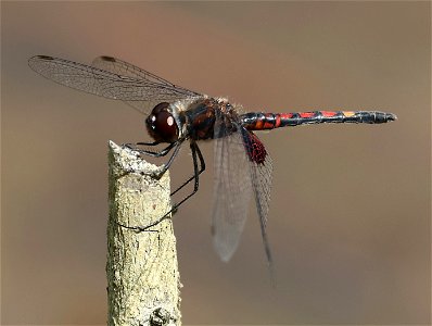 PENNANT, ORNATE (Celithemis ornata) (05-13-2023) carver's creek state park, cumberland co, nc -01 male (3)