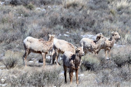 Bighorn Lambs