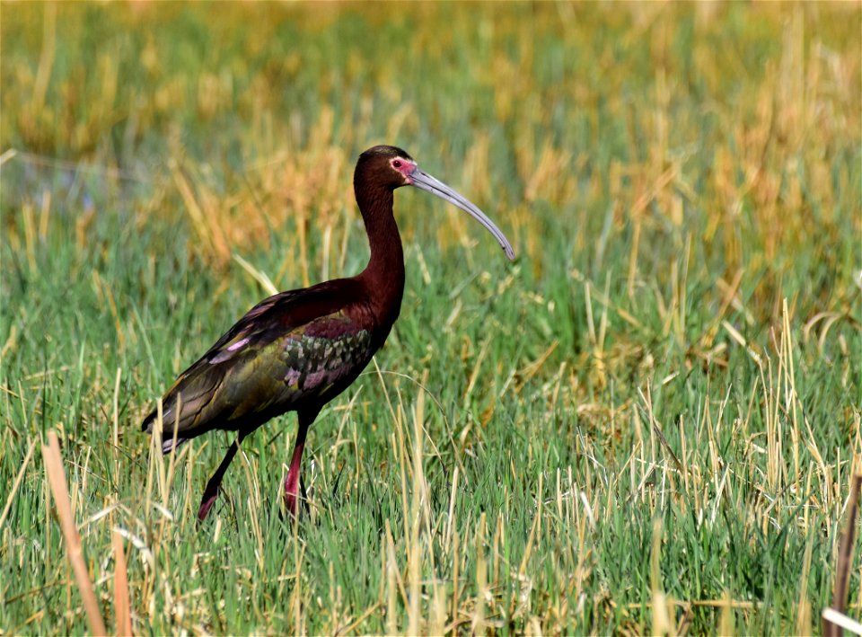 White faced ibis on Seedskadee National Wildlife Refuge