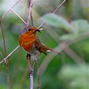 Robin 01 photo