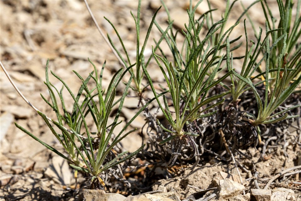 Eriogonum lonchophyllum