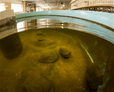 Freshwater Mussels at Gavins Point National Fish Hatchery photo