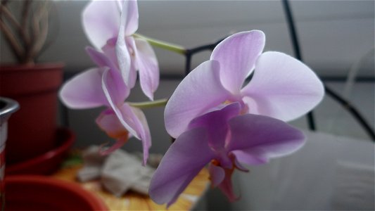 orchids-兰花_2023_0219_182148