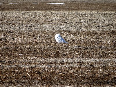 Snowy Owl in a Crop Field Lake Andes Wetland Management District South Dakota