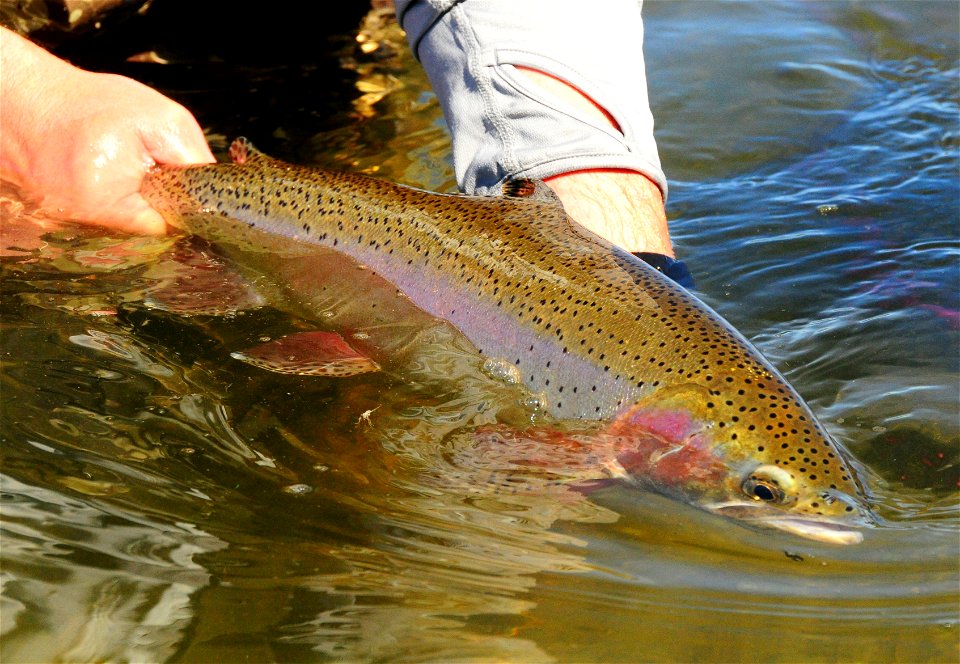 Rainbow trout release photo