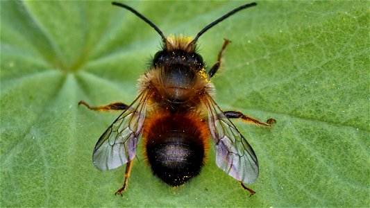 Ein Mauerbienen-Männchen (Osmia sp.)