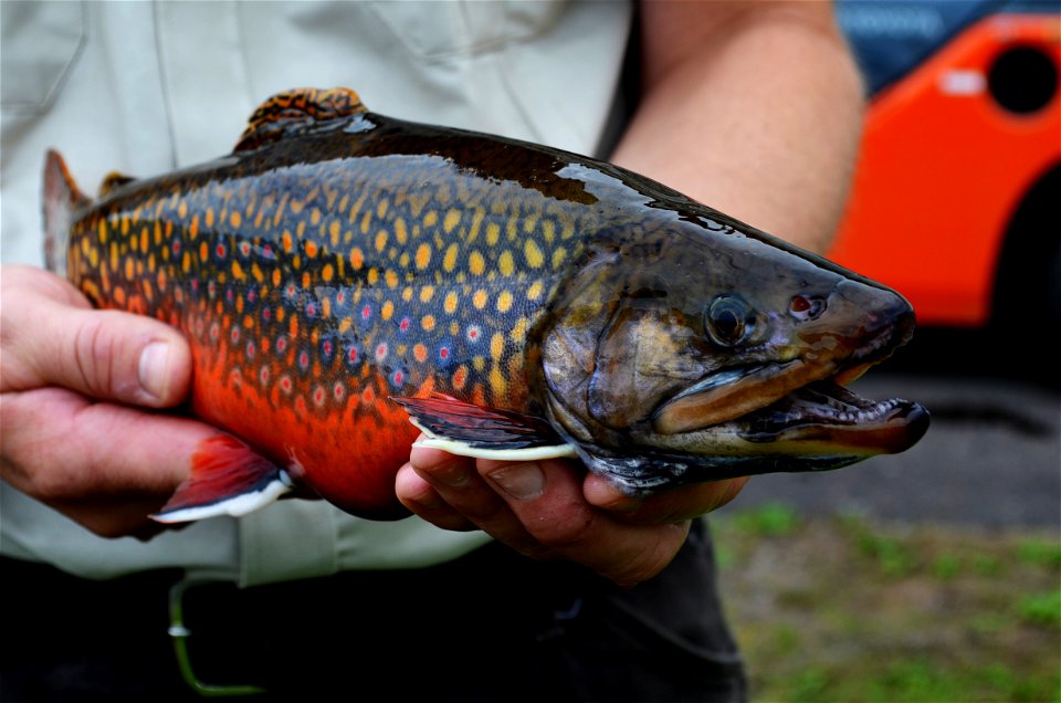 Male Coaster Brook Trout photo