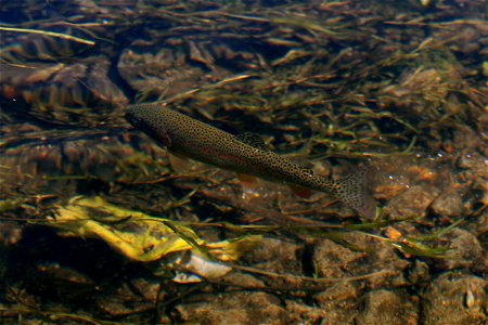 Rainbow trout, Fish Creek Alaska photo
