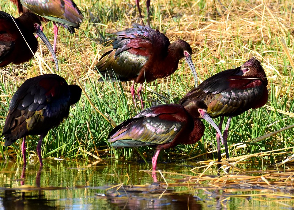 White-faced ibis at Seedskadee National Wildlife Refuge