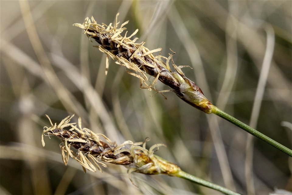 Carex filifolia