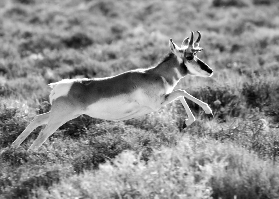 Pronghorn at Seedskadee National Wildlife Refuge