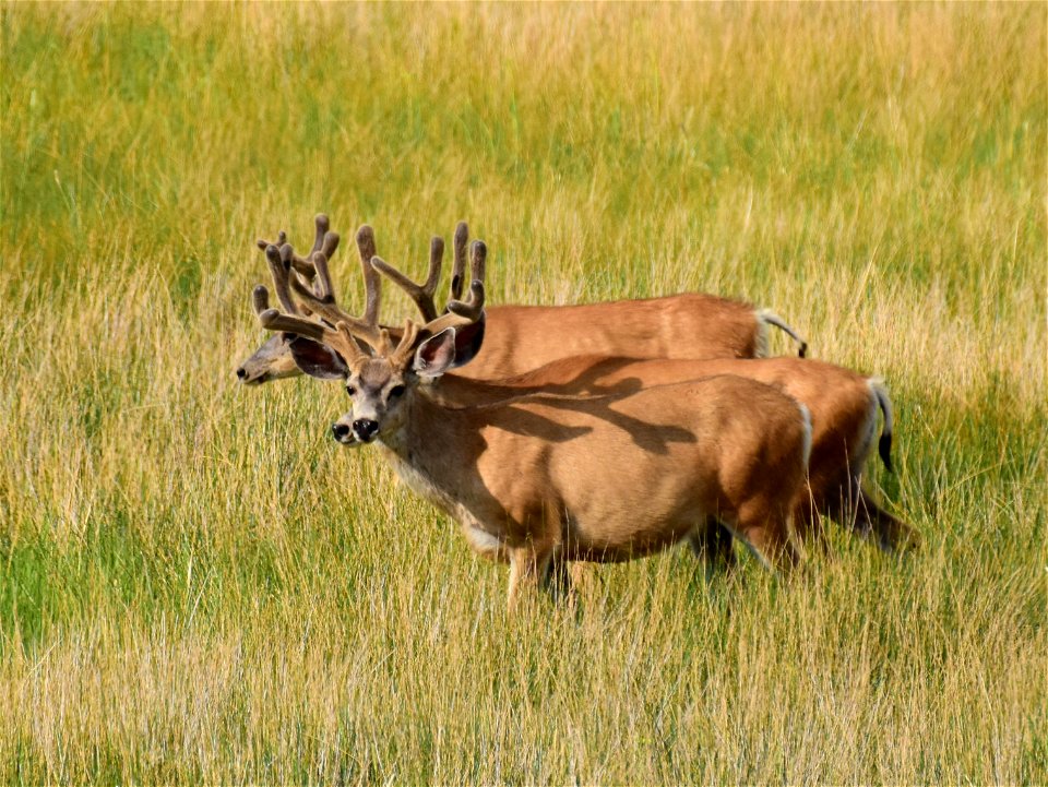 Mule deer at Seedskadee National Wildlife Refuge