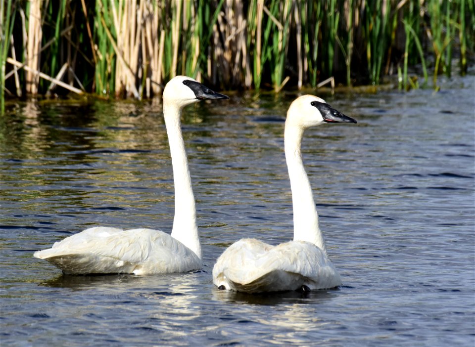 Trumpeter swans at Seedskadee National Wildlife Refuge