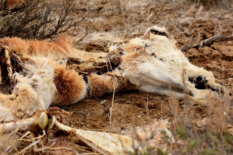 Pronghorn winterkill at Seedskadee National Wildlife Refuge