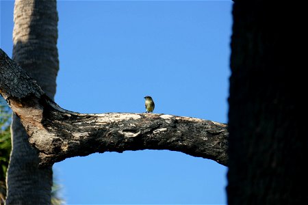 forrest bird-P1950162