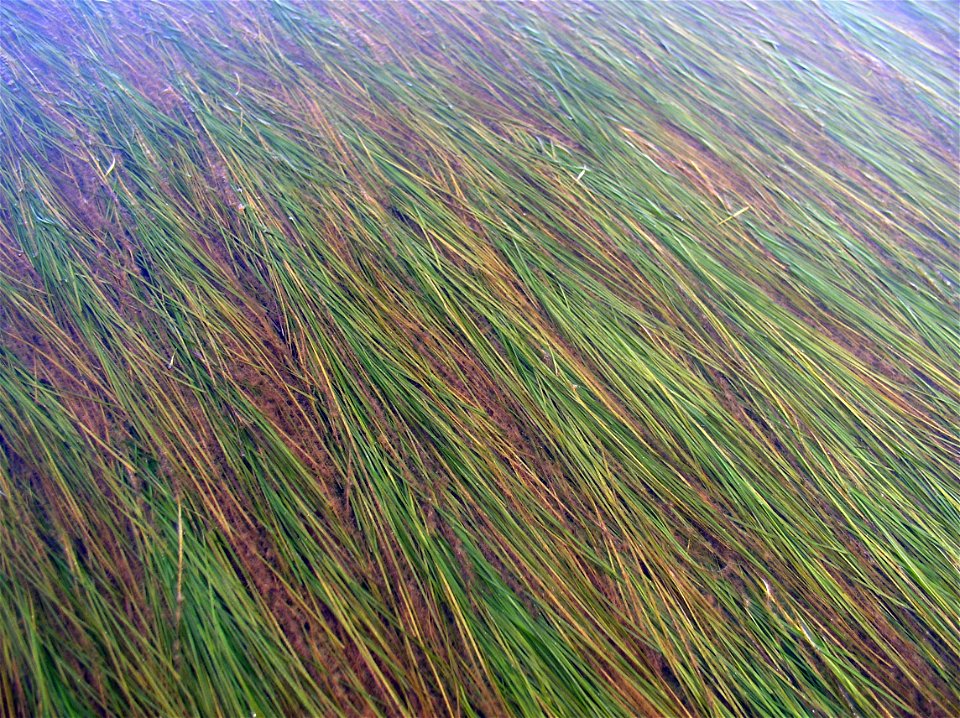 Eelgrass in Kinzarof Lagoon photo