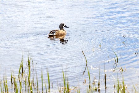 Blue-winged teal (Spatula discors) on Alum Creek