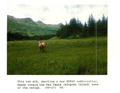 (1989) Collared Elk