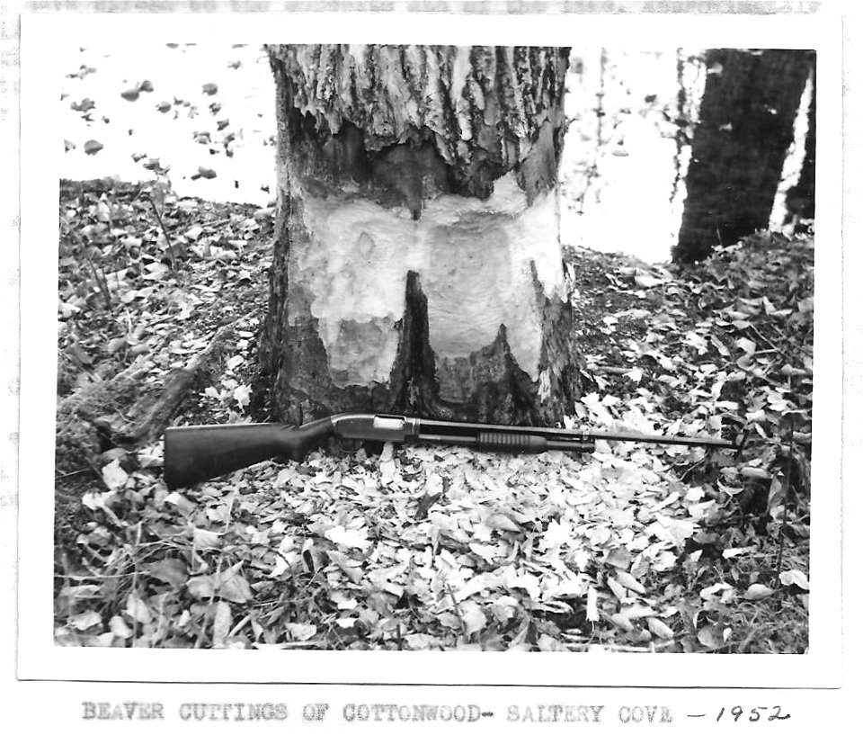 (1953) Beaver Cuttings of Cottonwood