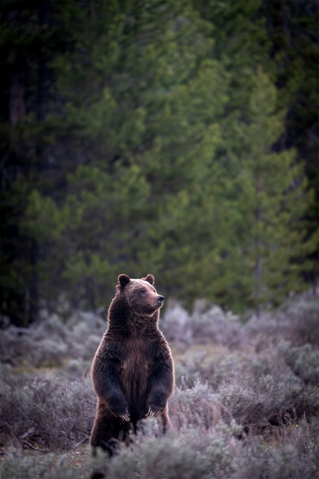 grizzly bear #399 and cub of the year emerge from hibernation on May 16, 2023 - 7
