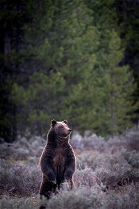 grizzly bear #399 and cub of the year emerge from hibernation on May 16, 2023 - 7 photo