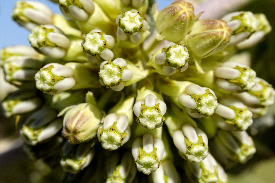 Asclepias viridiflora