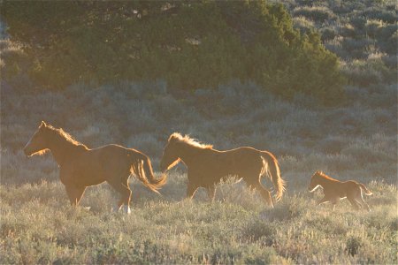 Wild Horses on the Buckhorn Byway photo