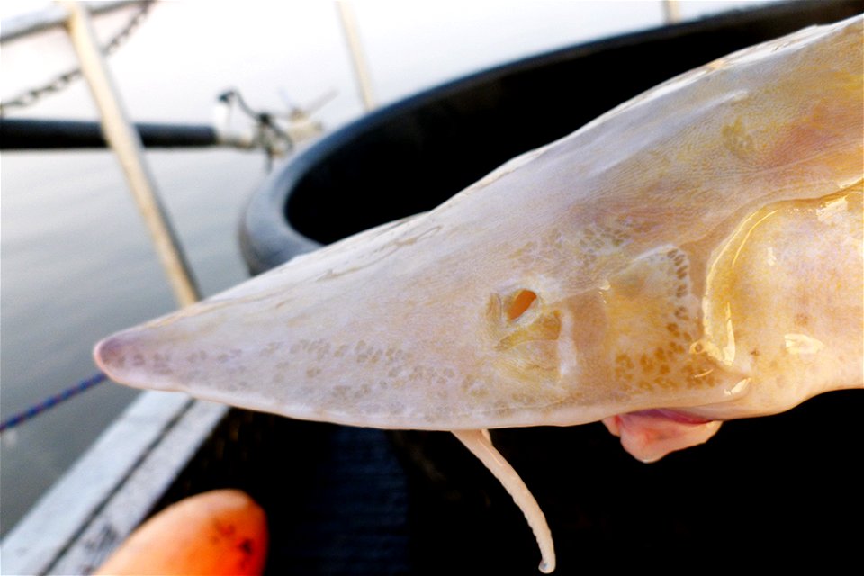 Blind Shovelnose Sturgeon