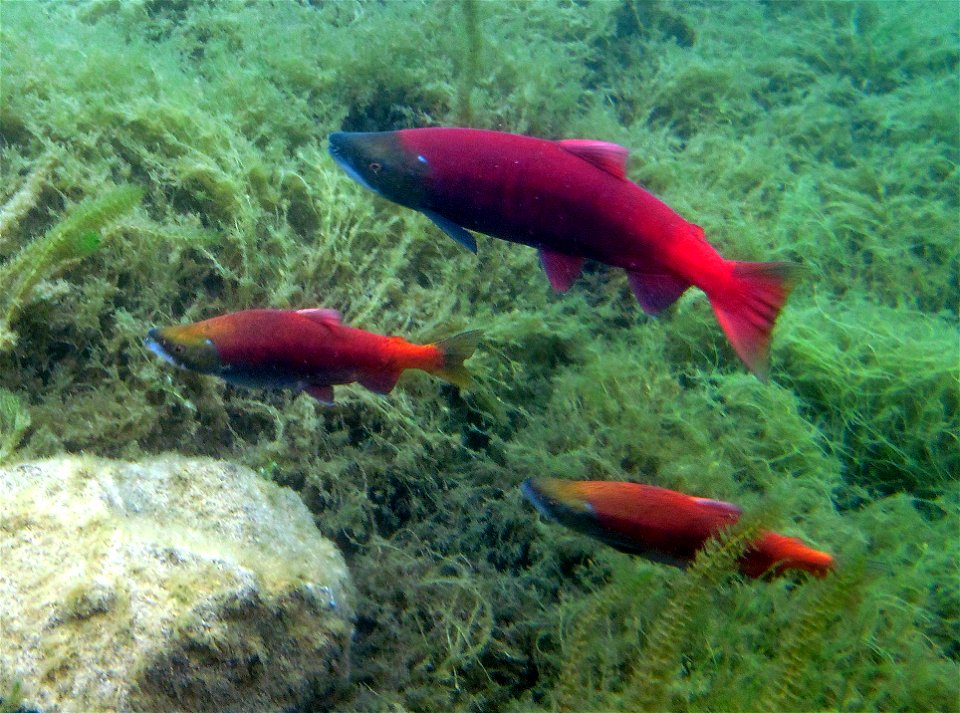 life history variation in Hidden Lake