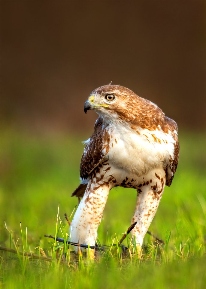 Red-tailed hawk photo