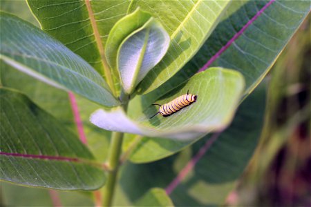 Monarch Caterpillar on Common Milkweed photo