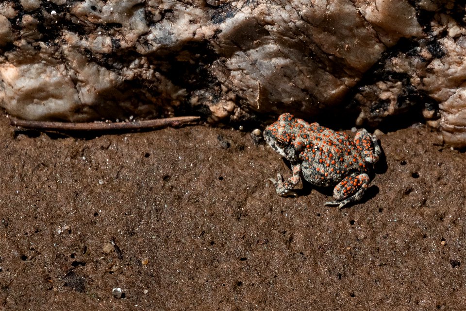Amphibians at Indian Cove