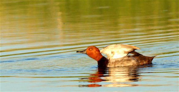 Redhead Duck Drake, Huron Wetland Management District South Dakota