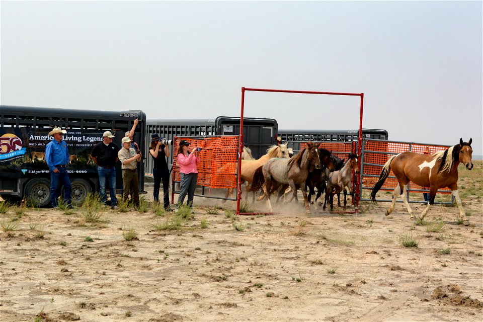 2021 Onaqui Herd Management Area