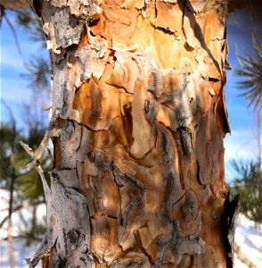 Pine Texture photo