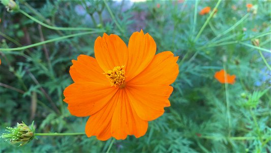Flowers in Yarimizu, Hachioji-shi