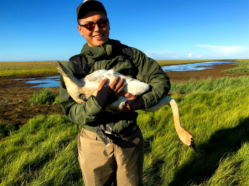 Biological tachnician holds a tundra swan at Yukon Delta NWR.