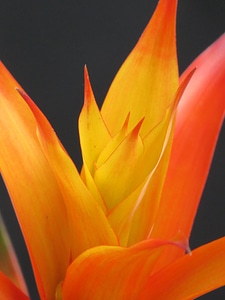 Bloom bromeliaceae ornamental plant