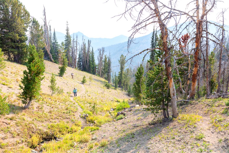 Shoshone National Forest, Sunlight Creek Trail: hiking out of the trees