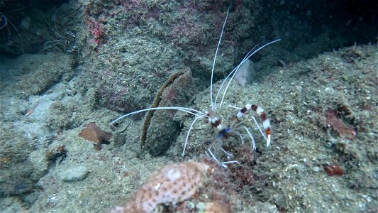 Banded Coral Shrimp Diving Tayrona National Park from Taganga Colombia