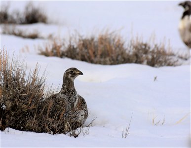 Greater sage-grouse on Seedskadee National Wildlife Refuge photo