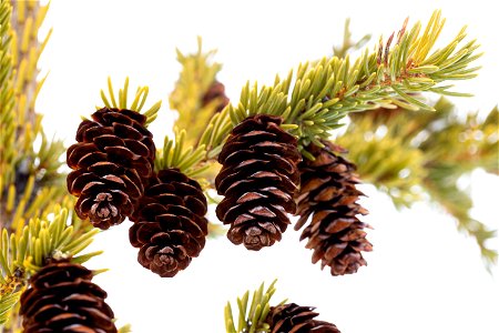 Black spruce cones (Picea mariana).